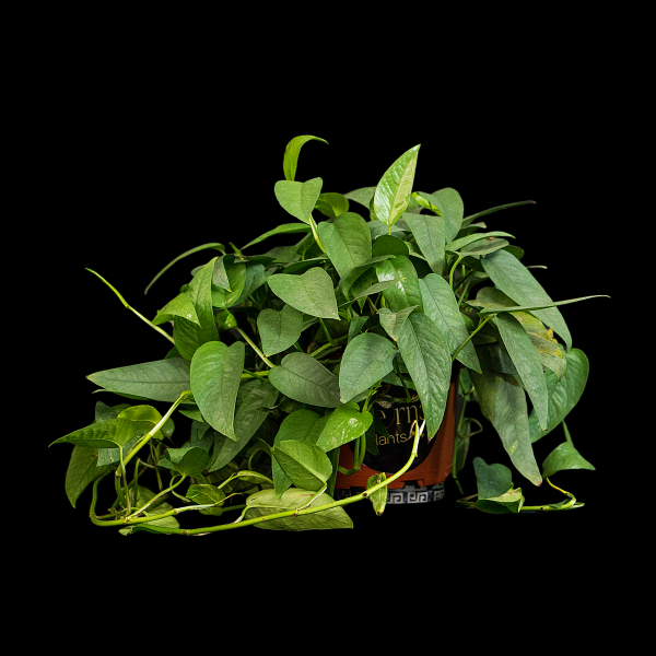 Epipremnum Cebu Blue Grande - Imagen 2