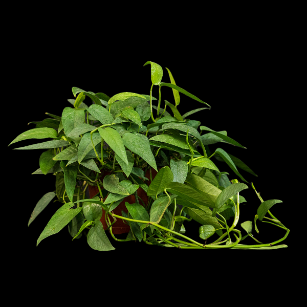 Epipremnum Cebu Blue Grande