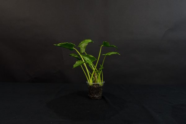 Alocasia Triangularis
