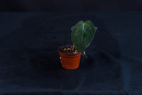 Amydrium zippelianum