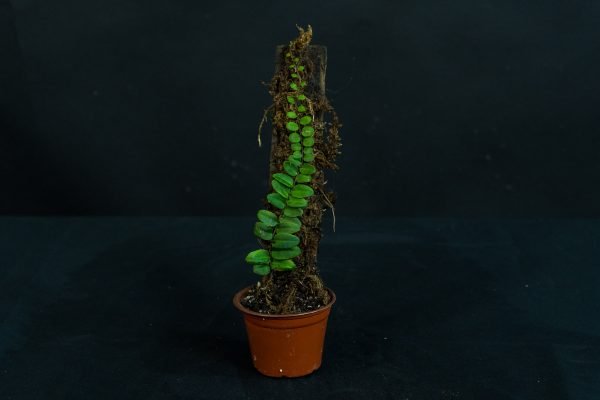 Marcgravia Small Round Peru
