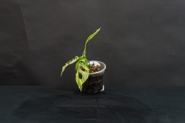 Monstera Adansoni Mint