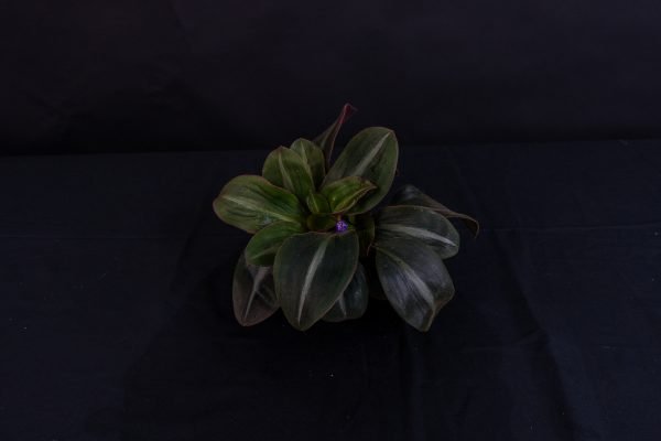 Siderasis Fuscata